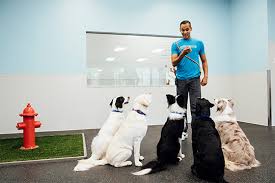 Unleash Your Dog’s Potential: Training Services